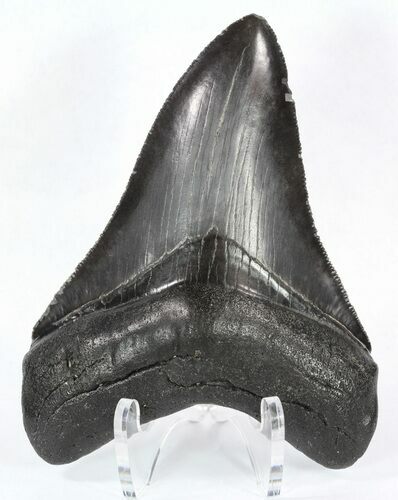 Dark Grey, Serrated Megalodon Tooth - Georgia #52402